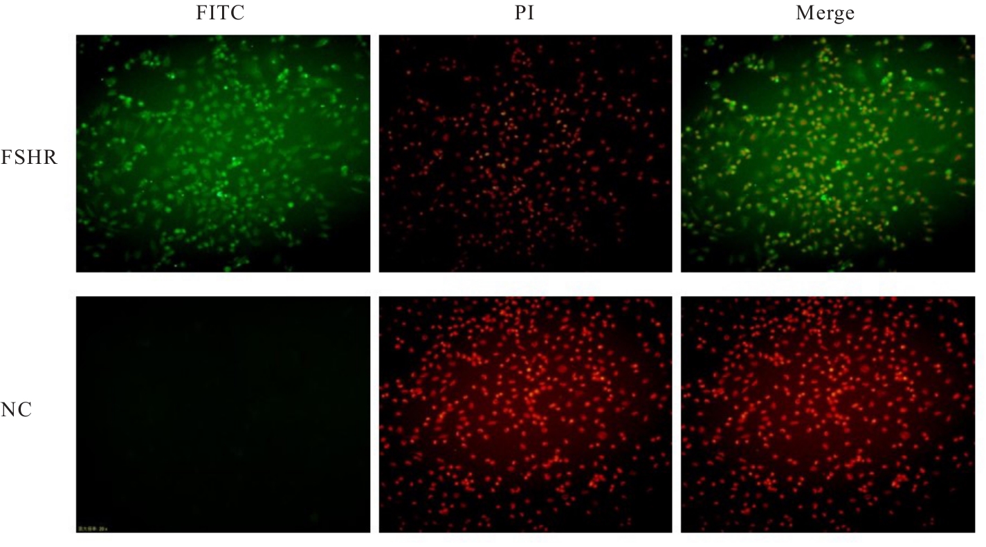 Effect of overexpression SLC7A5 on apoptosis of ovarian granulosa