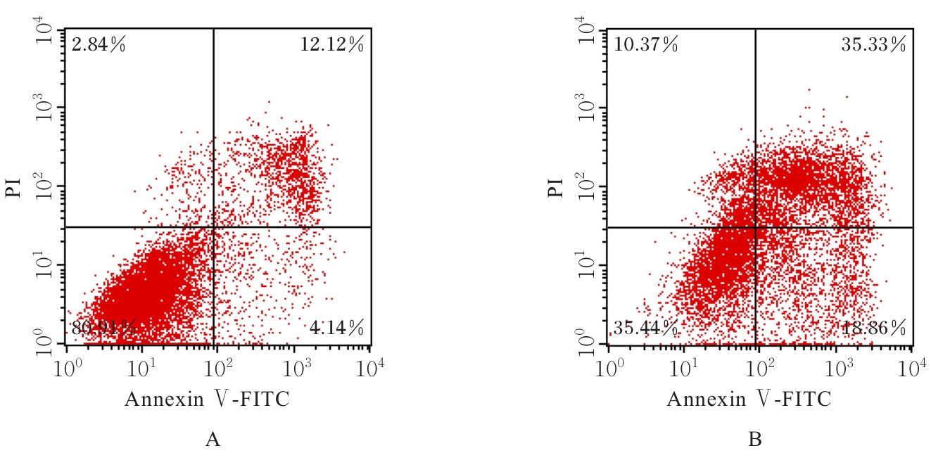 Effect of overexpression SLC7A5 on apoptosis of ovarian granulosa